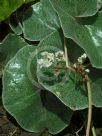 Begonia venosa