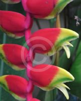 Heliconia rostrata