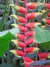 Heliconia rostrata