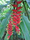 Heliconia rostrata