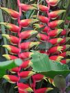 Heliconia rostrata