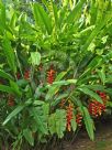 Heliconia rostrata