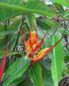 Heliconia hirsuta