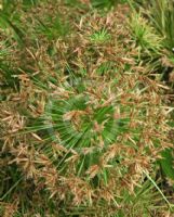 Cyperus haspan