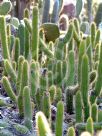 Cleistocactus samaipatanus