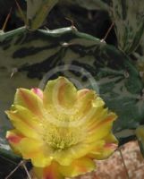 Opuntia monacantha variegata