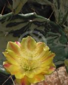 Opuntia monacantha variegata