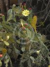 Opuntia monacantha variegata