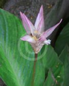 Calathea loeseneri