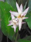 Calathea loeseneri