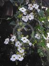 Thunbergia laurifolia Alba