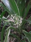 Crinum asiaticum Variegatum