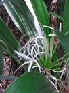 Crinum asiaticum Variegatum