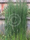 Equisetum ramosissimum debile