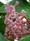 Medinilla cummingii