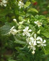 Clerodendrum calamitosum