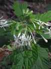 Clerodendrum calamitosum