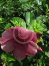 Allamanda blanchetii