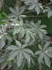 Ceiba pentandra Variegata