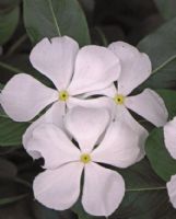 Catharanthus roseus Albus Group