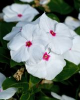 Catharanthus roseus Ocellatus Group