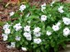 Catharanthus roseus Ocellatus Group