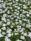 Catharanthus roseus Ocellatus Group