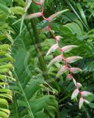 Heliconia chartacea Sexy Pink