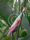 Heliconia collinsiana