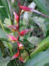 Heliconia collinsiana