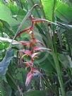 Heliconia collinsiana