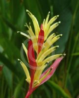 Heliconia psittacorum Lady Di