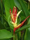 Heliconia psittacorum Lady Di