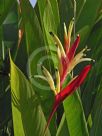 Heliconia psittacorum Lady Di