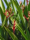 Heliconia psittacorum Lady Di