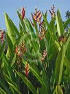 Heliconia psittacorum Lady Di