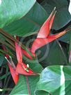 Heliconia stricta Dwarf Jamaican