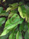 Heliconia stricta Dwarf Jamaican