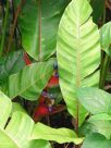 Heliconia stricta Dwarf Jamaican