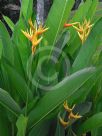 Heliconia Golden Torch