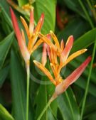 Heliconia psittacorum Andromeda