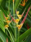 Heliconia psittacorum Andromeda