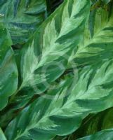 Calathea lietzei