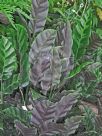 Calathea lietzei