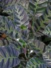 Calathea lietzei