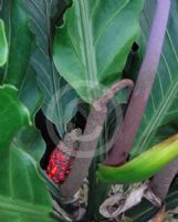 Anthurium plowmanii