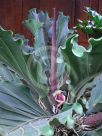 Anthurium plowmanii