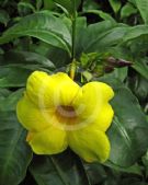 Allamanda cathartica Hendersonii