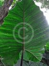 Alocasia macrorrhiza Metallica