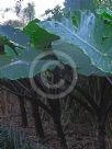 Alocasia macrorrhiza Metallica